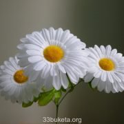 p1010538