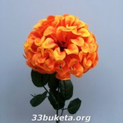 Гортензия одиночка