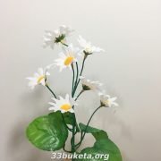 Ромашка высокая бордюрный цветок