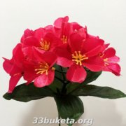 Гортензия атлас