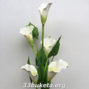 Калла ветка