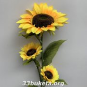 Подсолнух 3-ка