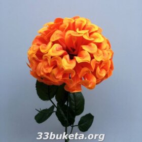 Гортензия одиночка