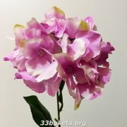 Гортензия одиночный цветок