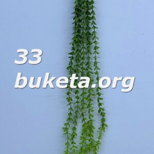 Дефенбахія пластик OL-433